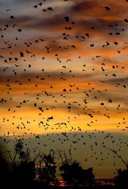 科学家发现埃博拉疫情源头：蝙蝠叮咬2岁男孩