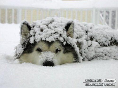 雪中的可爱小动物