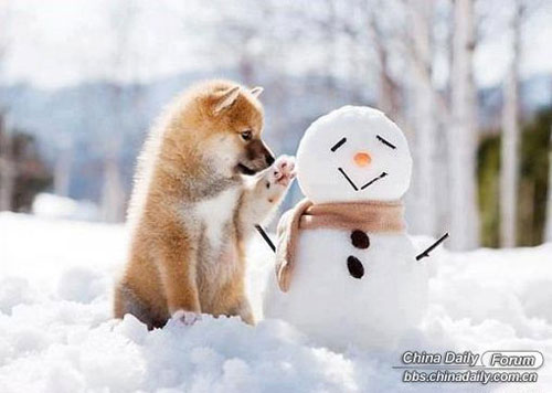 雪中的可爱小动物