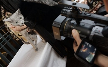 Evgeny Plushenko, a 14-month-old Russian Blue from Rockville Center, N.Y., is videotaped during a preview of the 2006 Cat Fanciers' Association-Iams Cat Championship, at New York's Madison Square Garden, Wednesday, Oct. 11, 2006. More than 300 felines will compete at the show this weekend to celebrate the 100th anniversary of the Cat Fanciers' Association.