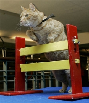 Tyler, a 12-year-old domestic house cat, jumps a hurdle during a preview of the 2006 CFA-Iams Cat Championship at New York's Madison Square Garden, Wednesday Oct. 11, 2006. More than 300 felines will compete at the show this weekend to celebrate the 100th anniversary of the Cat Fanciers' Association.