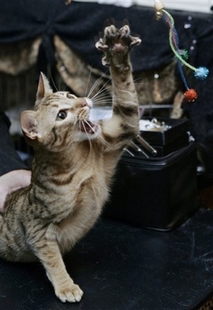 Boca Grande, an 8-month-old spotted Ocicat from Bethesda, plays with a toy during a preview of the 2006 Cat Fanciers' Association-Iams Cat Championship, at New York's Madison Square Garden, Wednesday Oct. 11, 2006. More than 300 felines will compete at the show this weekend to celebrate the 100th anniversary of the Cat Fanciers' Association.