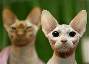 Sphynx at the Garden : Two Sphynx cats play for the camera during the press preview at the 4th Annual CFA Iams Cat Championship hosted by the Cat Fanciers' Association at Madison Square Garden.
