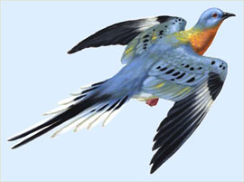 passenger pigeon（候鸽）