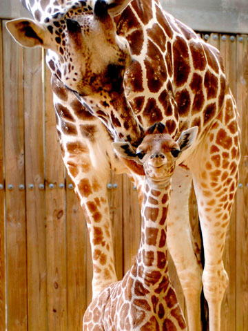 Aibuni, a nine-year old giraffe, checks her baby calf Imara, at Disney's Animal Kingdom theme park in Lake Buena Vista, Florida, October 23, 2006. Imara, a girl, was born on October 7 and she and her mother are expected to rejoin their herd at Disney's Animal Kingdom savannah in the next few weeks.