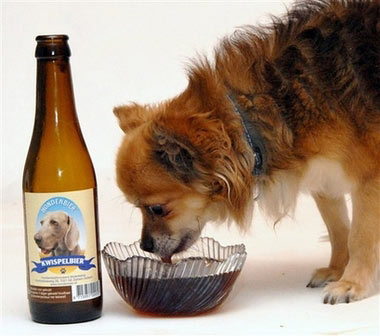 Benito, a 5-year-old Chihuahua, drinks beer from a bowl in the southern town of Hulst, Netherlands, Jan. 21, 2007. Terrie Berenden, a pet shop owner in the town of Zelhem created a non-alcoholic beer for her Weimaraner dog made from beef extract and malt, and consigned a local brewery to make and bottle the beer, called Kwispelbier, after the word 'kwispel', which is Dutch for wagging a tail.