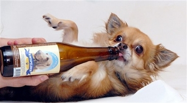 Benito, a 5-year-old Chihuahua, drinks beer from a bottle in the southern town of Hulst, Netherlands, Sunday Jan. 21, 2007. Terrie Berenden, a pet shop owner in the town of Zelhem created a non-alcoholic beer for her Weimaraner dog made from beef extract and malt, and consigned a local brewery to make and bottle the beer, called Kwispelbier, after the word 'kwispel', which is Dutch for wagging a tail.