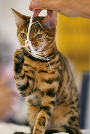 A Bengal cat plays during the International Cat Show in Tel Aviv April 28, 2007.