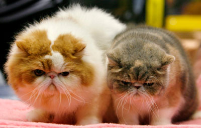 Exotic Persian cats are displayed during the International Cat Show in Tel Aviv April 28, 2007.