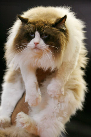 A Ragdoll cat is displayed during the International Cat Show in Tel Aviv April 28, 2007. 