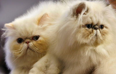 Himalayan Persian cats are displayed during the International Cat Show in Tel Aviv April 28, 2007.