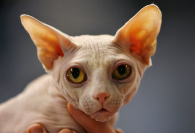 A Canadian Sphynx cat is displayed during the International Cat Show in Tel Aviv April 28, 2007.