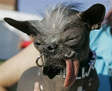 The Chinese Crested dog 'Elwood' appears at the 2007 World's Ugliest Dog Contest Friday, June 22, 2007, in Petaluma, Calif. Elwood, who weighs in at just 6 lbs and was rescued as the result of a New Jersey SPCA investigation, has won the title of World's ugliest dog of 2007.