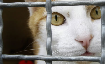 A cat looks out of its cage at the animal shelter in Hanau, near Frankfurt, June 27, 2007. Animal shelters across Germany are overcrowded and animal care activists expects even more animals during the upcoming summer vacation season, when some owners get rid of their pets.