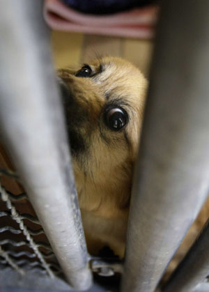 A dog looks out of its cage at the animal shelter in Hanau, near Frankfurt, June 27, 2007. Animal shelters across Germany are overcrowded and animal care activists expects even more animals during the upcoming summer vacation season, when some owners get rid of their pets.