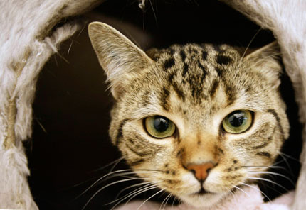 A cat looks out of its cage at the animal shelter in Hanau, near Frankfurt, June 27, 2007. Animal shelters across Germany are overcrowded and animal care activists expects even more animals during the upcoming summer vacation season, when some owners get rid of their pets.