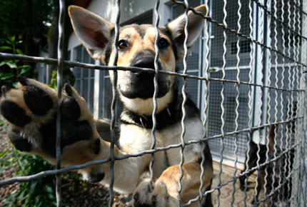 Half-breed sheep dog Laika, stands at the fence of the animal shelter in Heppenheim some 60 kilometres (37 miles) south of Frankfurt June 27, 2007. Every year when the summer holidays start in Germany, more than 70,000 pets, mostly cats and dogs are tied up by their owners next to highways or abandoned in cartons in front of animal shelters throughout the country, Deutscher Tierschutzbund reported.