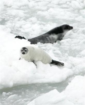 Canadian seal hunt begins amid protests