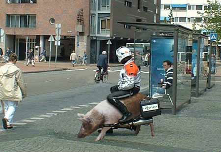 Hi, guys, have you ever seen the most fashionable pig-moto?