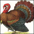 <FONT color=#b53a00>Thanksgiving Day 感恩节特辑</FONT>