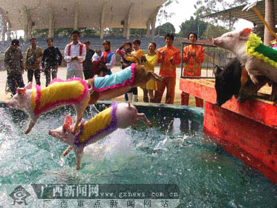 Visitors watch pigs dive at a zoo in Nanning, south China's Guangxi Zhuang Autonomous Region Dec. 30, 2006. The diving performance was presented in the zoo as a new year gift of the upcoming 2007, known as the Year of the Pig.