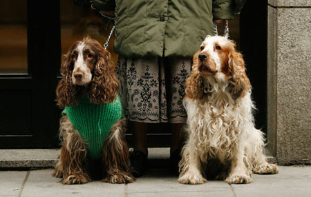 Dogs wait to get blessed at Madrid's San Anton church January 17, 2007. 