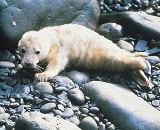 你知道英国最大的海豹栖息地吗？
