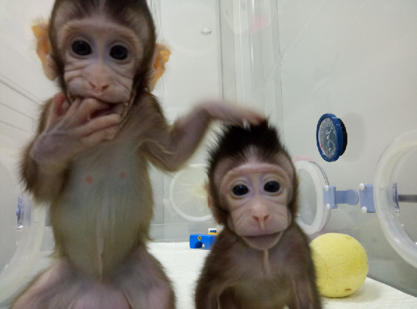世界首个体细胞克隆猴在中国诞生