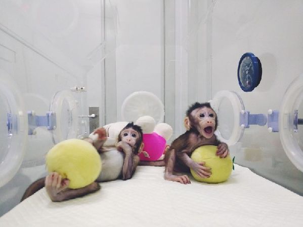 世界首个体细胞克隆猴在中国诞生