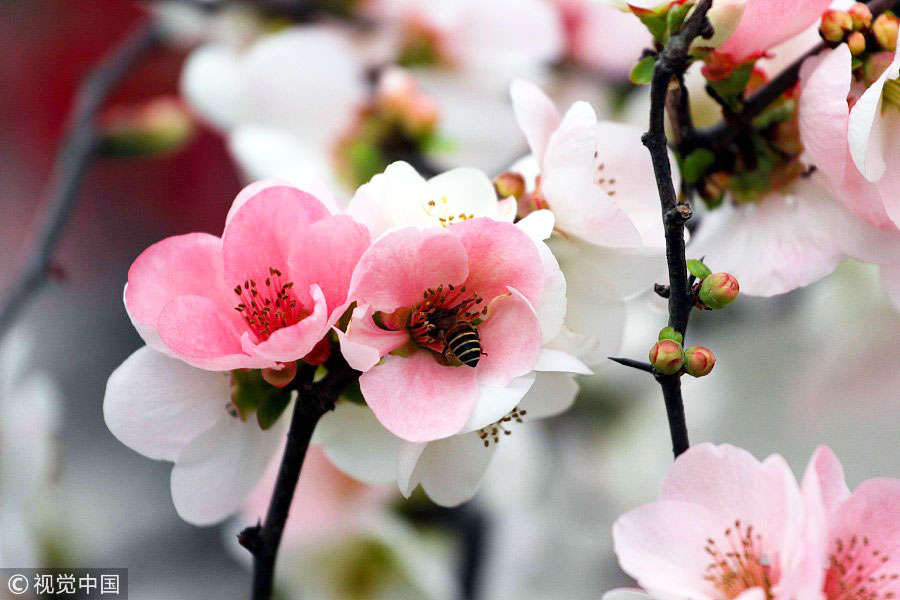 踏青季：春天盛开的9种鲜花 哪一种最美？（组图）
