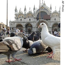 Feeding the hungry, but not with pigeons