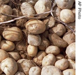 UN aims to raise potatoes' appeal
