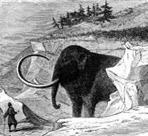 Mapping the genes of the woolly mammoth
