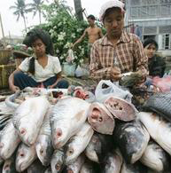 Progress on treaty against fish piracy