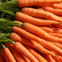 Not all carrots are orange