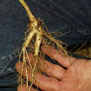 Growing ginseng in the US