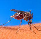 Experts watch for spread of chikungunya