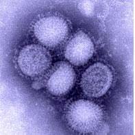 WHO says swine flu virus constantly changing