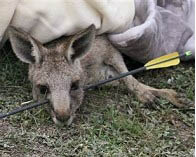 Anger rises as Australian military begins kangaroo cull