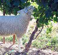 Little lambs eat ivy -- and leaves of wine grapes, too