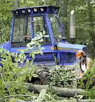 Forest products reeling from economic crisis