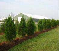 Poultry farms with unhappy neighbors? Plant some trees