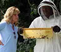 New findings about disorder in bees