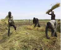 Two efforts seek to increase food security in Africa