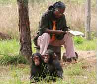 Jane Goodall: still hard at work for the chimps