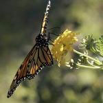Scientists predict a bad year for the monarch butterfly