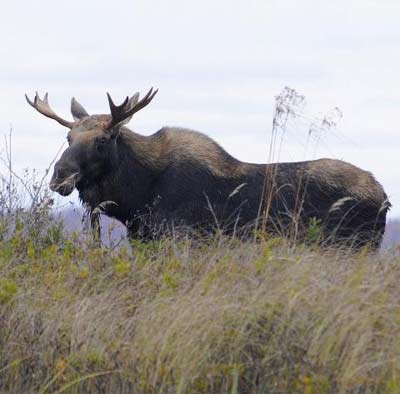 Moose on the loose in New York