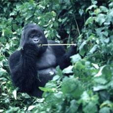 Dian Fossey, 1932-1985: she worked to protect the mountain gorillas of central Africa
