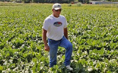 US lets farmers plant biotech sugar beets, with conditions