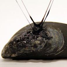 Scientists create glue inspired by mussels